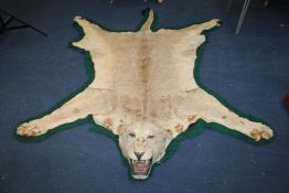 A lioness skin rug, the head with open jaw, stitched on a green felt back, approx. 7ft 8in. x 6ft.