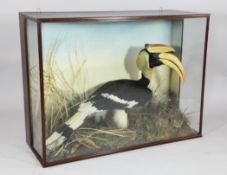 An early 20th century taxidermic Great Hornbill, in a mahogany and glazed cabinet, case 3ft 6in. x