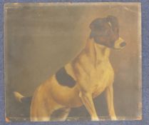 Attributed to Alfred Wheeler (1851-1932)oil on millboard,Study of a Jack Russell terrier,Unframed;