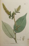 JOHN SOWERBY. A collection of seventy eight hand coloured botanical plates, No 1729-1806, all