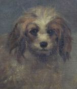 19th century English Schooloil on canvas laid on board,Portrait of a terrier,10 x 9in.