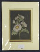 Attributed to Barbara Regina Dietzsch (1706-1783)mixed media,Still life of a chrysanthemum, a