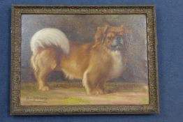 H.T. Gillmoreoil on canvas,Portrait of a Pekingese,signed,16 x 22in.