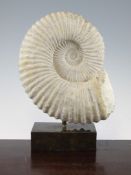 A fossilized ammonite, Morocco, Jurassic period, on bronzed stand, 12.5 x 8.25in.