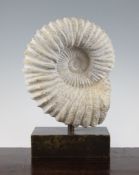 A fossilized ammonite, Morocco, Jurassic period, on bronzed base, 14.5 x 10in. overall