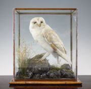 A taxidermy kestrel, modelled perched on a stake, 15.5 x 11in.