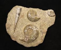 A polished ammonite and belemnite fossil, Morocco, Jurassic period, 15 x 18in.