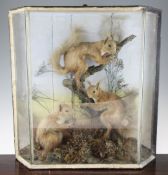 A late Victorian taxidermy group of three red squirrels, in a naturalistic setting, 22 x 21in.
