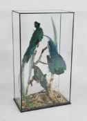 A late Victorian taxidermy group of Pharomachrus Mocinno (Magnificent Quetzal), two males and a