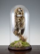 A late Victorian taxidermy tawny owl, under a glass dome, on walnut stand, 18.5in.