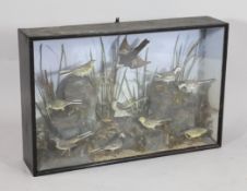 A late Victorian taxidermic display of wagtails, in a naturalistic setting, in ebonised case, 20.5 x