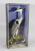 A late Victorian taxidermy heron, in a naturalistic setting with two other birds, 37.5 x 17.5in.