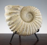 A fossilized ammonite, Morocco, Jurassic period, on iron stand, 12 x 14in.