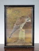 A taxidermy barn owl, in a naturalistic setting, cased, 15 x 13in.