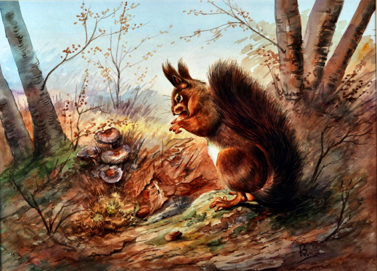 R... B... (living)A red squirrel eating acornswatercolour, signed in monogram lower right28 x 39