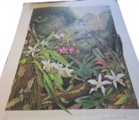 'Orchidaceae' Frances Livingstone RA Ltd ed signed prints (approx 50)