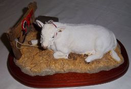 Border Fine Arts 'Charolais bull lying' (boxed)