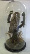 Taxidermy little owl under glass dome