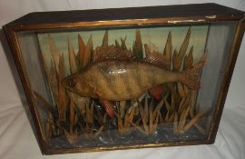 Cased taxidermy Perch fish by W. Barber 19 Sincil Street, Lincoln