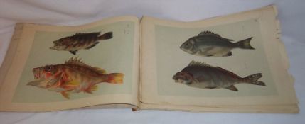 Sel. fish prints with accompanying Chinese wording