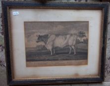 Lt. 18th c. print "The Whitley Large Ox belonging to Mr Edward Hall.." published & sold by