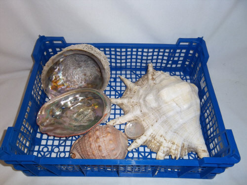 Sel. seashells inc. conch