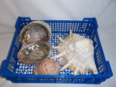 Sel. seashells inc. conch