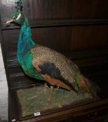 Taxidermy standing peacock