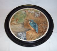 Circular ebonised framed watercolour of Kingfisher signed Sculthorpe