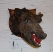 Mounted wild boar taxidermy head