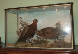 Cased pr of red grouse in naturalistic setting