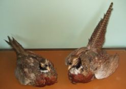 Pr taxidermy pheasants in seated position