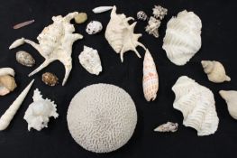 A collection of vintage shells, etc. to include a brain coral.