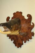 Taxidermy: a Cooper preserved cock salmon head and fins mount, on shaped figured walnut panel, the