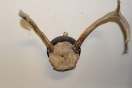 A large group of unusual mounted muntjac trophy horns, including numerous mis-shapes and