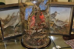 Taxidermy: two glazed cases, one containing three waders, with paper label for Wm Thompson,