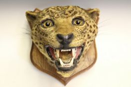 Taxidermy: a leopard`s head, snarling and mounted on an oak shield, with false Rowland Ward paper