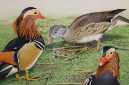 Trevor Boyer (b.1948) (ARR), Mandarin ducks, signed and dated 1986, acrylic, 19 x 31.5cm. King