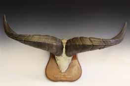 Taxidermy: the horns and frontlet of a male Bharal or Himalayan blue sheep (pseudois nayaur), 64.5cm