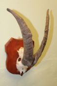Taxidermy: a pair of sheep or goat horns, on frontlet, mounted on a shield.