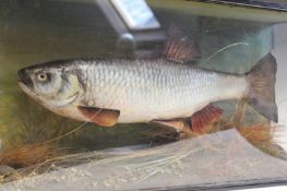 Taxidermy: an early 20th Century chub, in naturalistic setting, and ebonised three glass case, 57.