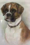 Marjorie Cox (1915-2003), Nelson, portrait of a boxer dog, signed, titled and dated 1991, pastels,