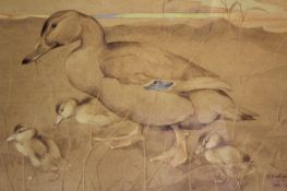 Ralston Gudgeon (1910-1984), Mallard with ducklings in a landscape, signed, watercolour, 35.5 x 54.