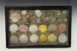 A 19th Century mahogany small glazed case containing a group of various scallop shells, laid on to