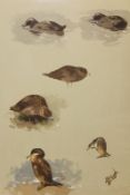 Archibald Thorburn (1860-1935), Shag, Great Skua and Velvet Scoter, signed and inscribed “at