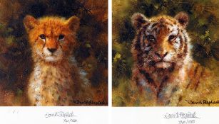 DAVID SHEPHERD, OBE, FRSA (BORN 1931, BRITISH) TIGER AND CHEETAH CUBS pair of coloured prints with