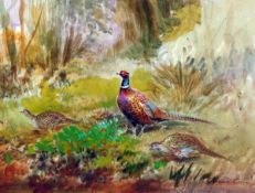 * ROLAND GREEN (1890-1972, BRITISH) PHEASANT IN WOODLAND watercolour and gouache, signed lower right