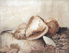 JAMES SILLETT (1764-1840) STILL LIFE STUDY OF SHELLS AND SEAWEED watercolour, initialled lower right