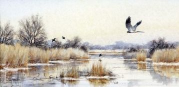 * COLIN W BURNS (BORN 1944) COOT DISTURBED BY A HEN HARRIER, HICKLING watercolour, signed lower left