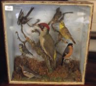 A Glazed Fronted Case of Taxidermy:  Green Woodpecker, Bullfinch, Yellow Hammer, Tree Creeper,